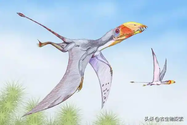 1,翼龙吃什么食物