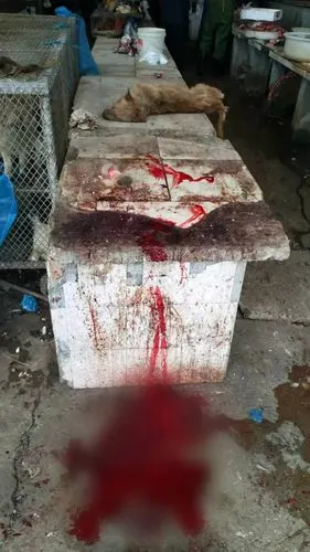 太血腥了!扬州有个菜场某摊贩疑似偷狗杀狗,网友们看不下去了!_仪征