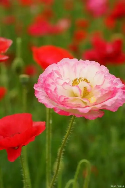 生如夏花,绽放绚烂,那些开在夏天里的花儿——虞美人