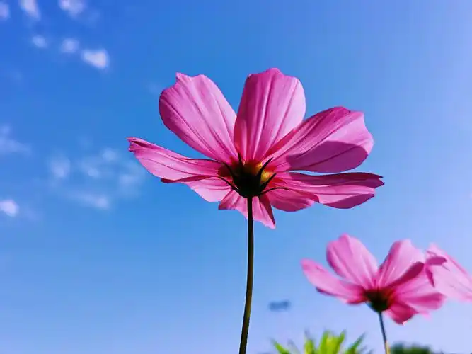 阳光下的格桑花