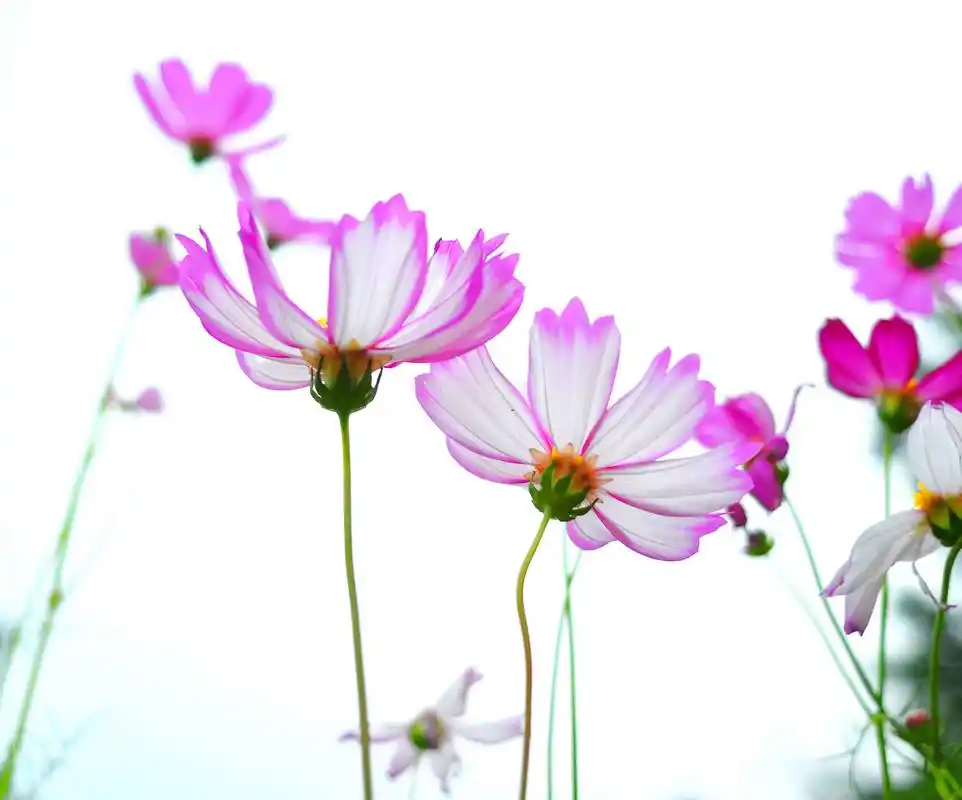 波斯菊  格桑花 --- 常见又美丽的花卉 波斯菊:格桑花的 - 抖音