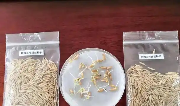 是的,太空水稻回家了!