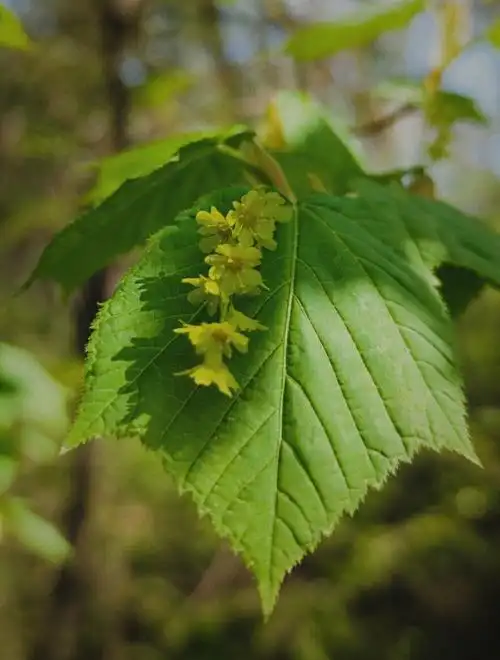 身边植物观察青楷槭看见它就想吃烤肉