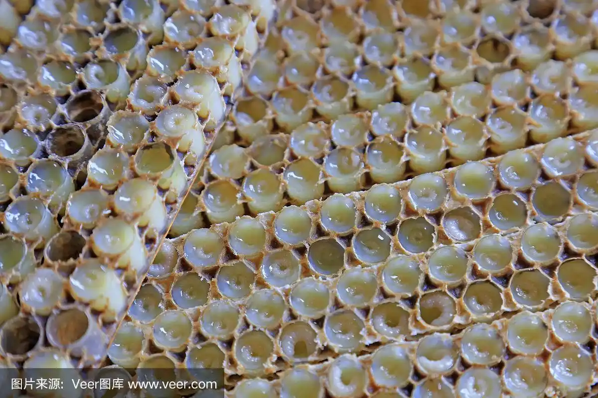 巢中的蜜蜂幼虫,特写照片