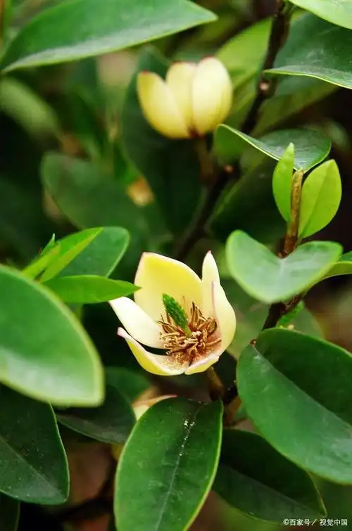 阳台如何养含笑花,需要注意什么