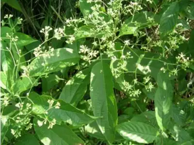 大青叶,大青叶功效与作用,大青叶的副作用,大青叶是什么,大青叶图片