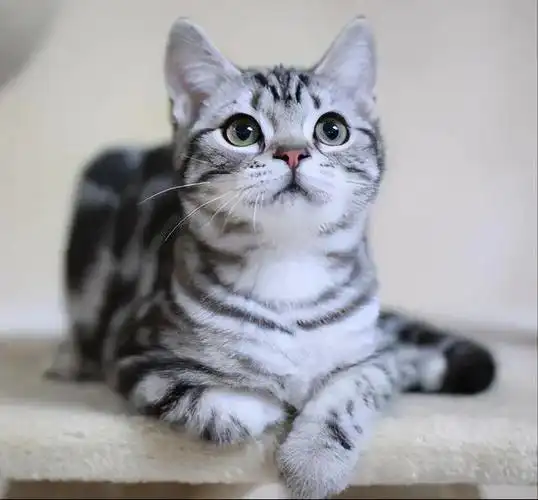 美国短毛猫太瘦怎么办?(如何养好美国短毛猫?) - 我爱猫咪网