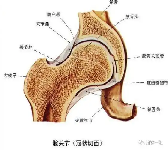 而与它下面相接的大转子,是最容易被日常不良习惯影响的一个关节.