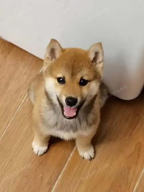 帮粉丝挑选的柴犬小蛋挞的萌图来啦