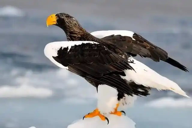 最凶猛的鹰十大排名