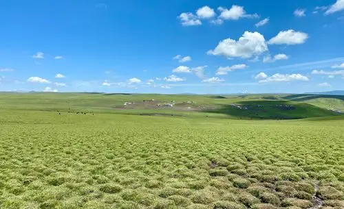 写美篇美仁大草原位于甘肃省合作市东,这里是青藏高原特有的高山草甸