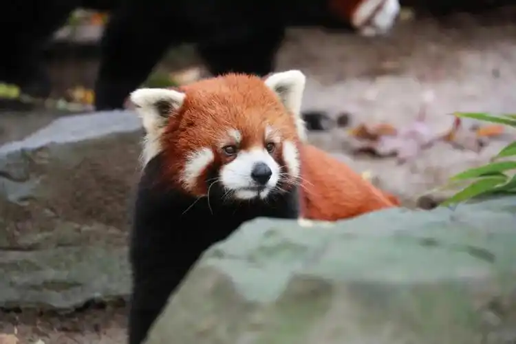 提起小熊猫你最先想到的是什么呢