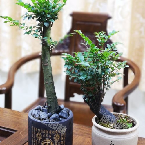 小叶紫檀盆景黑骨茶树桩盆栽室内阳台花卉四季常青促销