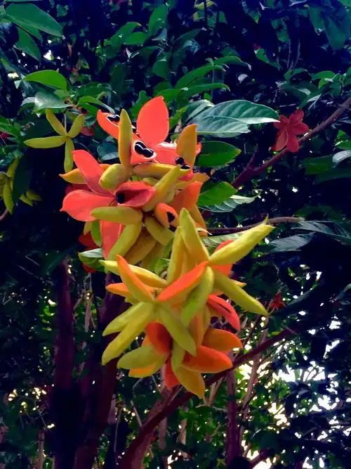 热带植物假苹婆初夏开花,花开半夏红艳艳!
