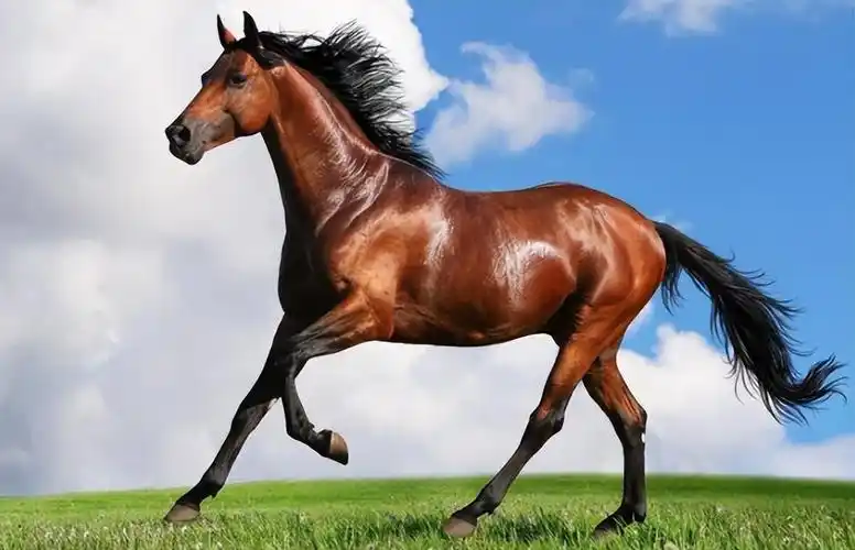 汗血宝马是什么意思(汗血宝马在奔跑时为什么会流血) 图3