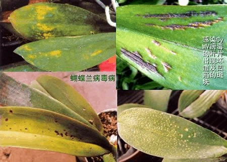 蝴蝶兰病害防治(图)