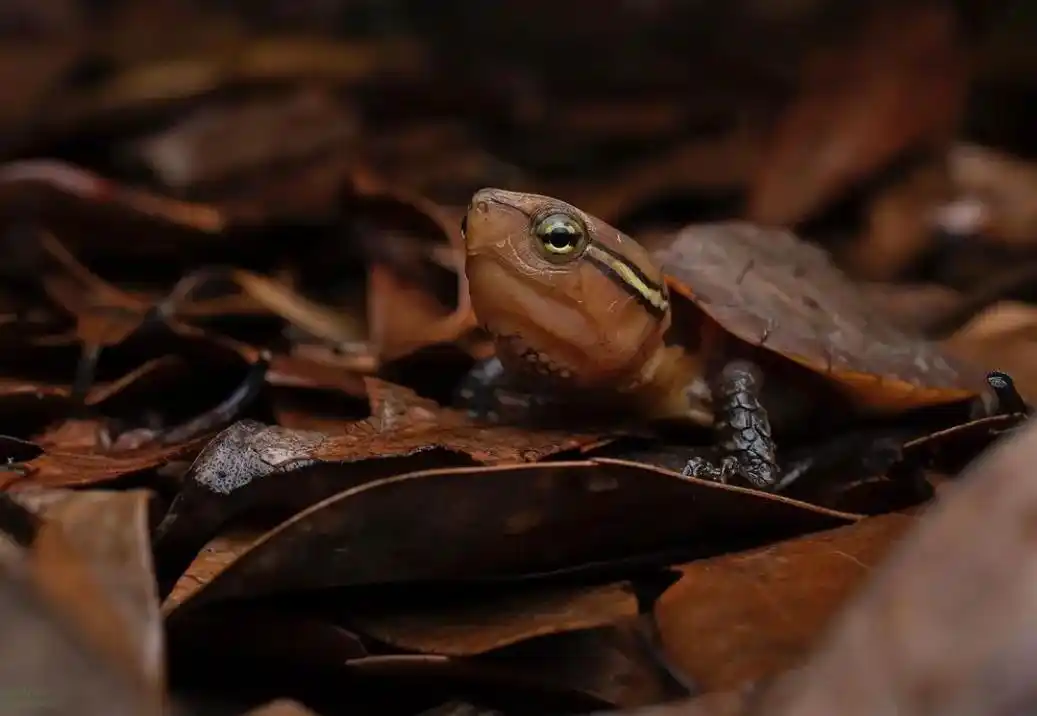 鹰嘴龟野外素材图呆萌的眼神加上凶恶的姿态