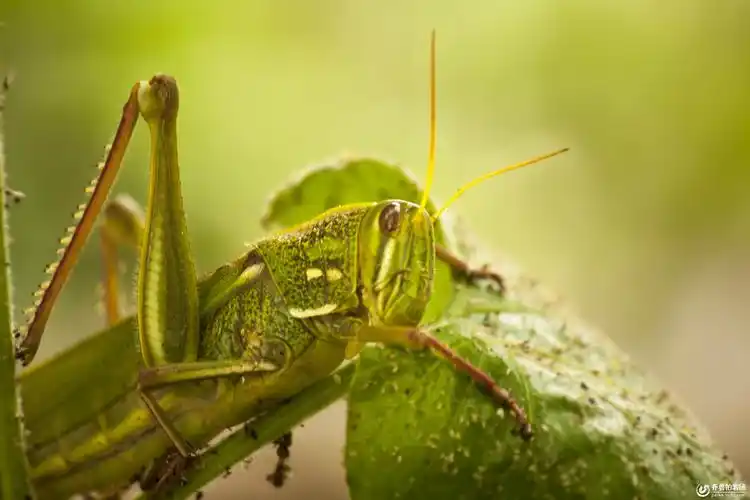 中华剑角蝗1440x900分辨率查看