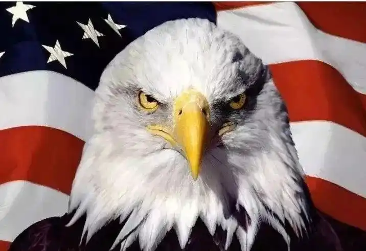 各有特色的世界各国国宝,哪个最可爱?