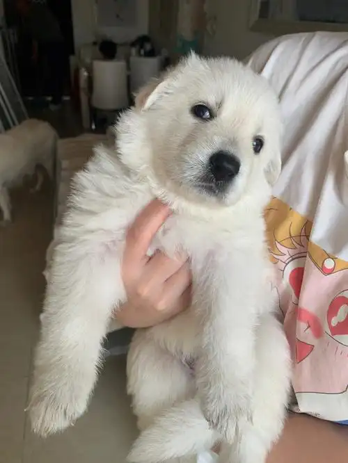 大白狼白德牧了解一下学名瑞士牧羊犬德系中长毛世界冠军犬后代双血统