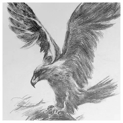 【学院艺术】陈超《雄鹰系列3》素描