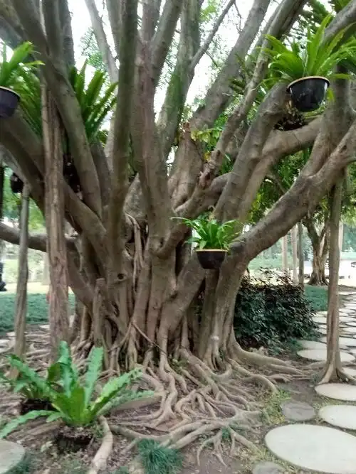 干年的老树根盘根都长出地面啦