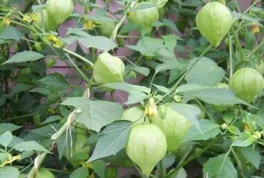 野灯笼果的禁忌