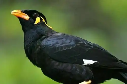 说话能力最强的10种鸟第二能记住约1700个单词