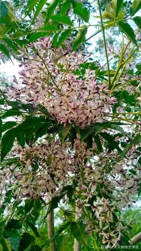 春末夏初楝花盛开