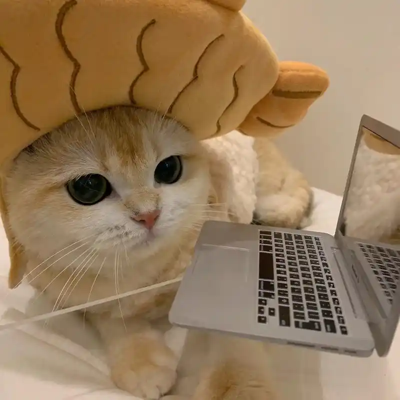 像极了周末在加班的自己08.#猫猫头像 #金渐层 - 抖音