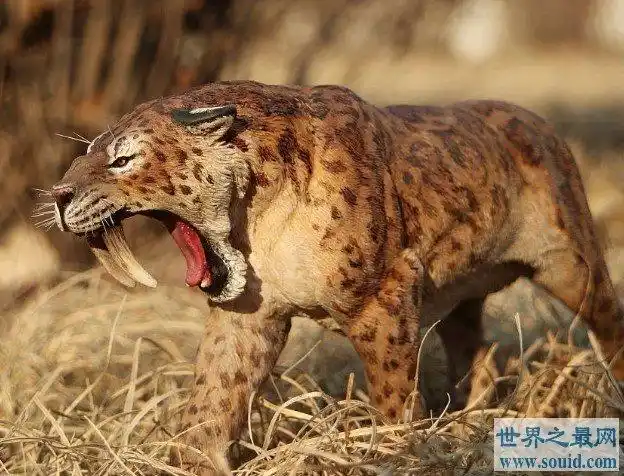 史前美洲霸主异剑齿虎,身处食物链顶端却以腐肉为主 —【世界之最网】