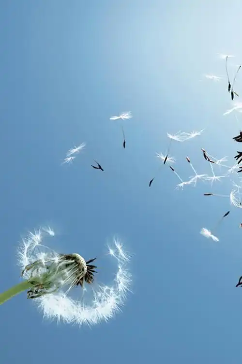 唯美植物 蒲公英 - 堆糖,美图壁纸兴趣社区