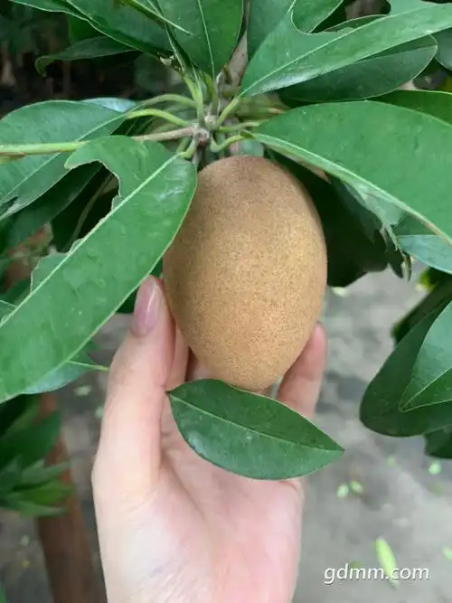 老家的人参果打得好好但快熟了就被那些鸟啊老鼠啊