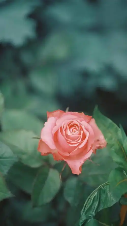 复古色调唯美花卉,高清图片,手机锁屏桌面-壁纸族