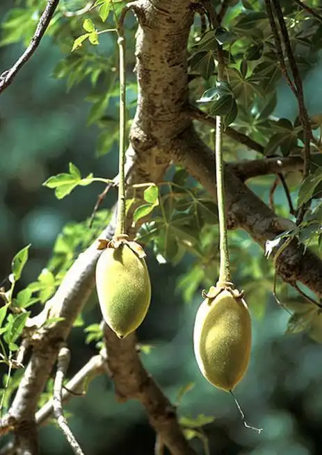 看到编号了吧?这就是正在生长的,真正的海底椰!