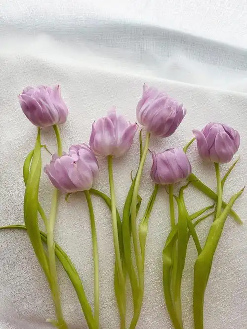 浅紫重瓣郁金香