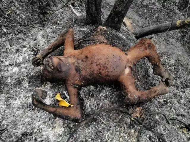 原创地球之肺愤怒燃烧3周之久满地都是尸体人类却无动于衷