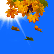 【霜晨孤雁】落叶的赞歌