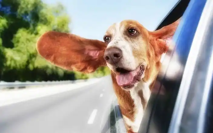 有趣的宠物狗狗高清动物桌面壁纸分享!