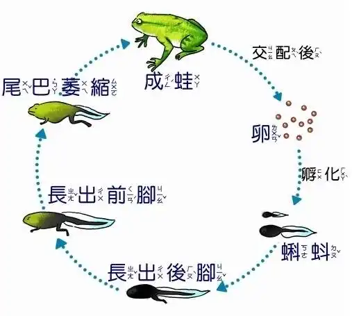 哇哦～原来青蛙的成长过程这么有趣呀……       说到青蛙,你会想到