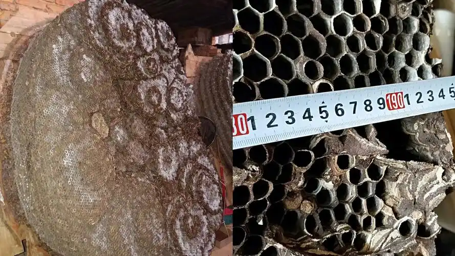 密集恐惧症患者慎入!超超超大大大蜂巢现身云南建水