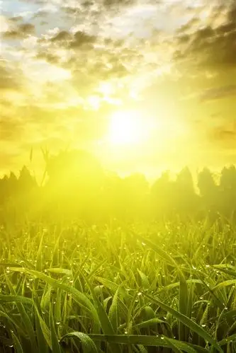 壁纸 草,阳光,日出,强光,早晨 2560x1920 hd 高清壁纸, 图片, 照片