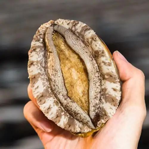 壮元海大连活鲜大鲍鱼鲜活鲍鱼新鲜海鲜贝类特产3头3只500g包邮