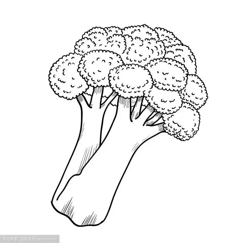 孤立的西兰花-手绘