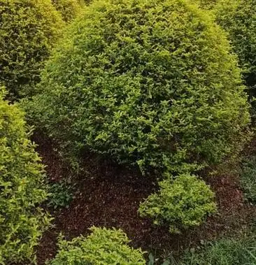 [大叶女贞批发]【女贞球】金冠女贞球,产地直供一手货源 欢迎采购价格