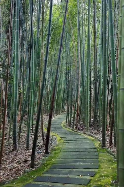 紫色花海!闯进梦幻的仙境,徒步踏青,千亩竹林洗肺,成都周边!