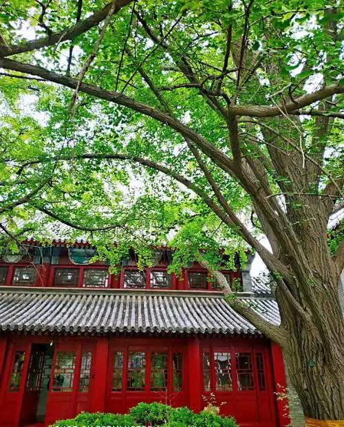 春花秋月舞媚姿---北京大学校园美景欣赏 - 美篇