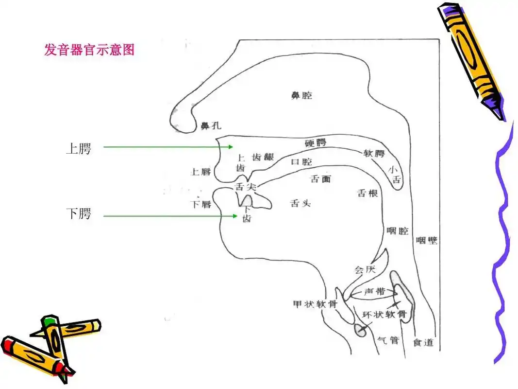 发音器官示意图 上腭 下腭