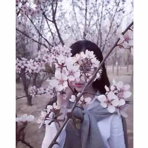 女生头像唯美清新意境樱花
