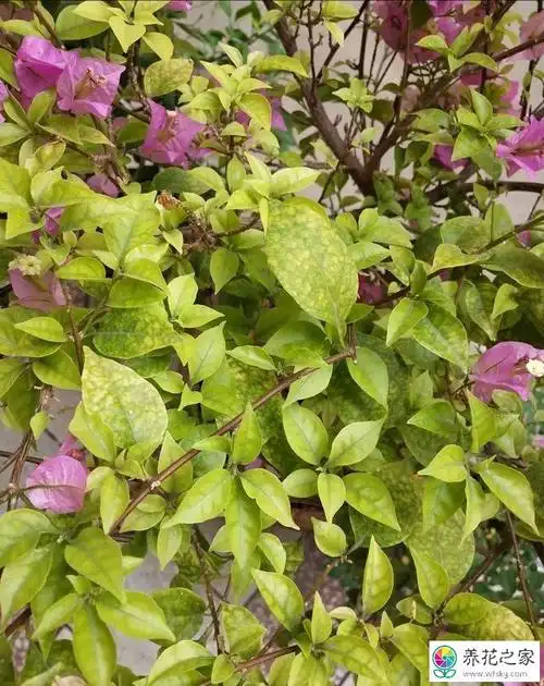 三角梅叶片全是花斑怎么回事